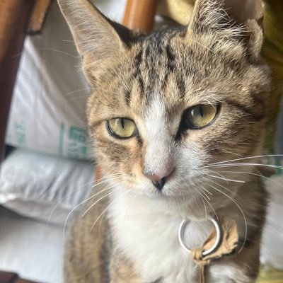 ltin1073202's profile picture. 撸毛｜抄底现货｜美股｜翻300倍退休。（fo 💯back）漏fo请留言~ 互关必回。