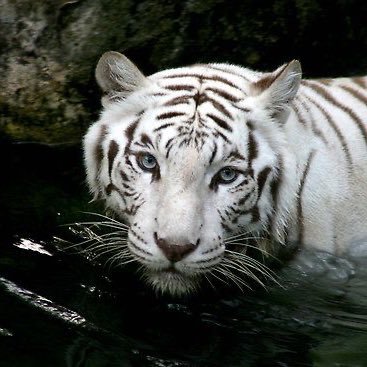 rawmilkretard's profile picture. nuke everything that exists