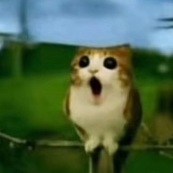 Isabell19616468's profile picture. idk