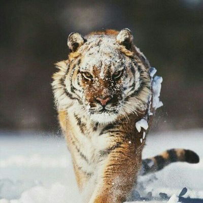 Nostradamus_OG's profile picture. Let dreams come true and goals be achieved!