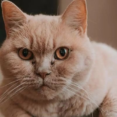 udolly8's profile picture. ♥️te Quiero Mucho ♥️
mi corazon es Tuyo 🙂😚