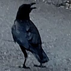 yomitinihakiwo's profile picture. 絵を描きます　　　美しく洗練されたイラストが好きです。匙山さんのゲームが好き
やまぶどうのさぶ垢　雑談垢