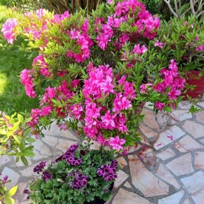 pequeut's profile picture. 