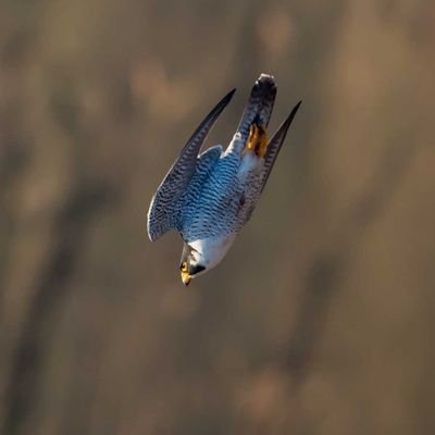 ChilbertJa9136's profile picture. 