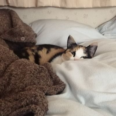 mikemarudo's profile picture. みけまる@mike_maru4771の読書アカ/読んだ本の備忘録/ミステリ多め/本友ほしい