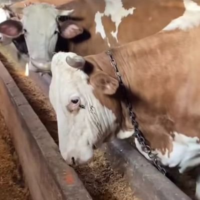 BATHORYAry's profile picture. گرچه شب هست هنوز/
با سیه چنگ بر این بام آونگ/
آسمان غرق ستاره ست و لیک/
آسمان غرق ستاره ست هنوز.