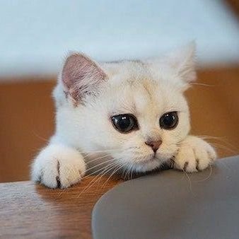 jellybeans_cats's profile picture. RPm '26 cutie 🤞/ Filo / psychtwt/ love cats😺/ By not trying, you only create a vacuum. No lessons, no stories. ❤️‍🔥