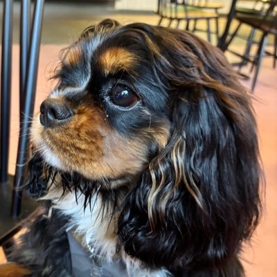 Price27P's profile picture. I’m Arthur, a fluffy CKCS pup born on New Year’s Day. Here to heal the hearts of mum & dad after my big bro Ernie went OTRB in April 2024 ❤️🌈 50% Wookiee.