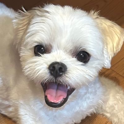 yamato_n1kk1's profile picture. 1さいのまるちわです！#マルチワ