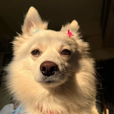 Sohan__offl's profile picture. Youth Leader | Student...
Kindness over cruelty, always.🐾❤️
I advocate for communal harmony, a peaceful Goa and its beauty....🏝️