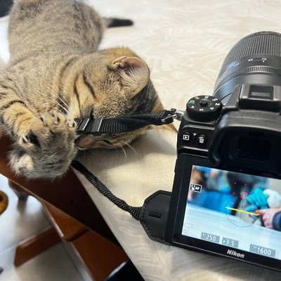 ElsaRan_'s profile picture. ✒️ Rossignol • journaliste en formation au @CUEJ_info. Future photographe de presse. Aime la data et l'infographie. LLCER Langues Scandinaves