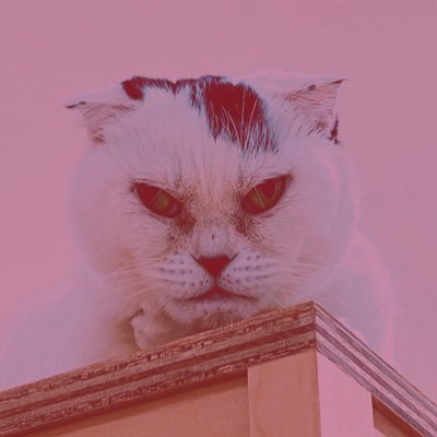 bcor510's profile picture. 22-23からのBリーグ初心者🔰/#ビーコル /現役時代にフリースロー2/11の実績/フリースローはご愛嬌！/きんにくんに飴取りで負けた人/ドリブルリレーの人/マイコプラズマの人/バスライの人/万葉倶楽部の人/スペースの人/ビーコルが勝った日が誕生日