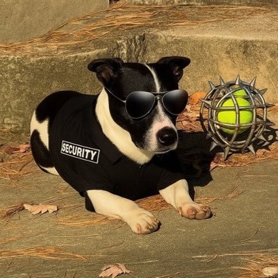 TikotheShihTzu's profile picture. 