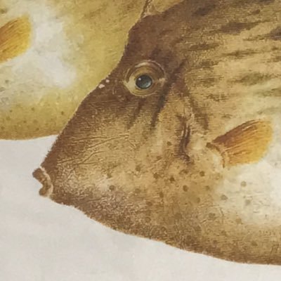 sot1103's profile picture. 中学3年生（勉強きらい人間）釣りをする人https://t.co/EzN96sIV6R