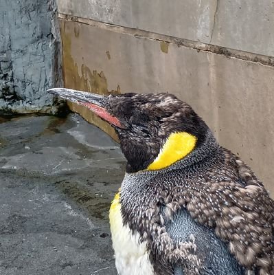 KKzFMe4ZPC66964's profile picture. ブルアカとかアンテAUとかそこら辺好きです