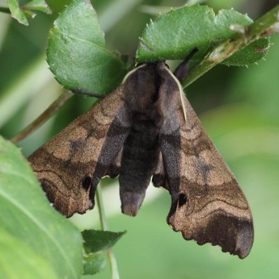 gWmZpcqSJK19034's profile picture. 