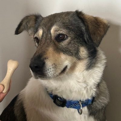 MarwahaArihant's profile picture.  Swift student challenge 25 winner|| IOS developer || parody account for the weak minded || #DubNation