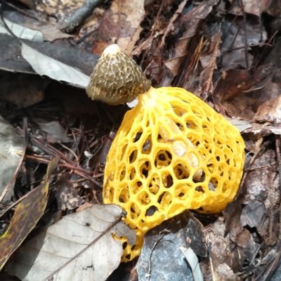 tondemo10pun's profile picture. 岐阜県出身です。
山間の田舎で育ちましたが、今は町に出てきております。
熊じゃないですよ。
よろしくお願いします。