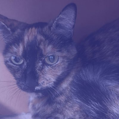 the_secretsofa's profile picture. radical feminist | everythingphobic | hated by commies, conservatives, and liberals | colombian🇨🇴 | eng/esp | 💜💜