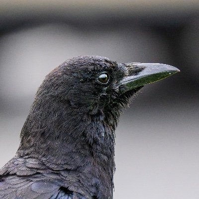 AbsurdAndAware's profile picture. Achtsamkeit trifft Anarchie. 🔥