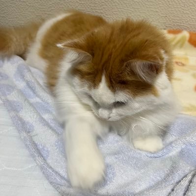 yuuto_yoi1129's profile picture. ユーリ！！！on ICE特に師弟が大好きです。師弟のためにえんやこら。勇利君が愛しくてたまりません。ドールも大好きです。