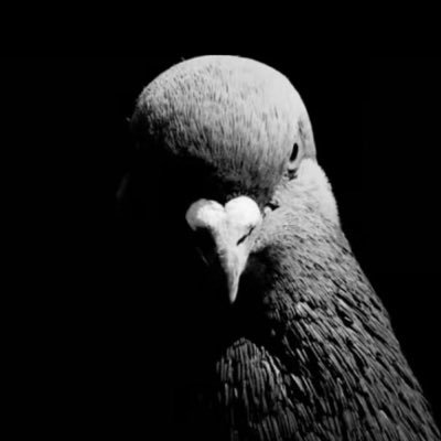 figtracer's profile picture. i tinker around things・mostly crypto/music ⌞https://t.co/ls05ARfZR0⌝