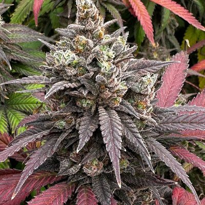 mike_rausch78's profile picture. 