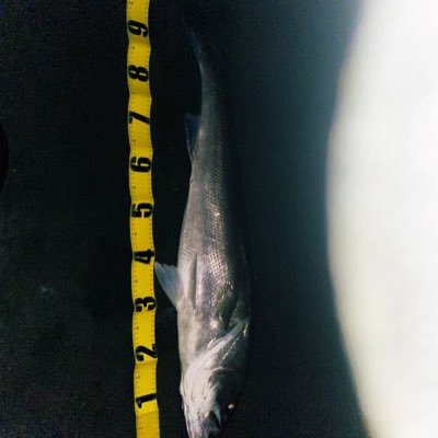 RXCYMp1vy5qCBCI's profile picture. 自営業で数字のコンビニを経営しております🎰 長ーーーい暗黒時代からやっと朝日がでてきました ☀️休みがボチボチとれてきたので数十年ぶりに釣りを開始しました 無言フォロー大変失礼致します 🌙 これから国府津海岸、大磯海岸、茅ヶ崎海岸 、江ノ島裏磯 、みなとみらい出没予定です 皆さま貴重な情報ありがとうございます