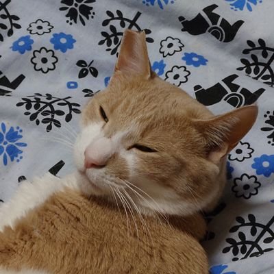 tmckb_0709's profile picture. MARCHの元号大学(法)→消滅済ロースクール→社会人→受験専念→貯蓄消滅で行政書士事務所バイト中💦︙
25目︙CPA日吉(横浜ラウンジ)︙　R6Ⅰ(59.8%)→R6Ⅱ(54.0%)
→R7Ⅰ(49.8%)→R7Ⅱ(64.6%)　　　　　　

保有：簿記2級(大原)︙行政書士合格(独学)︙宅建士合格(日建)。