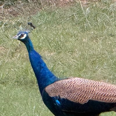 eshanrb's profile picture. 