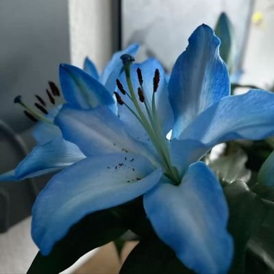 putriquincy's profile picture. No matter the result never give up.