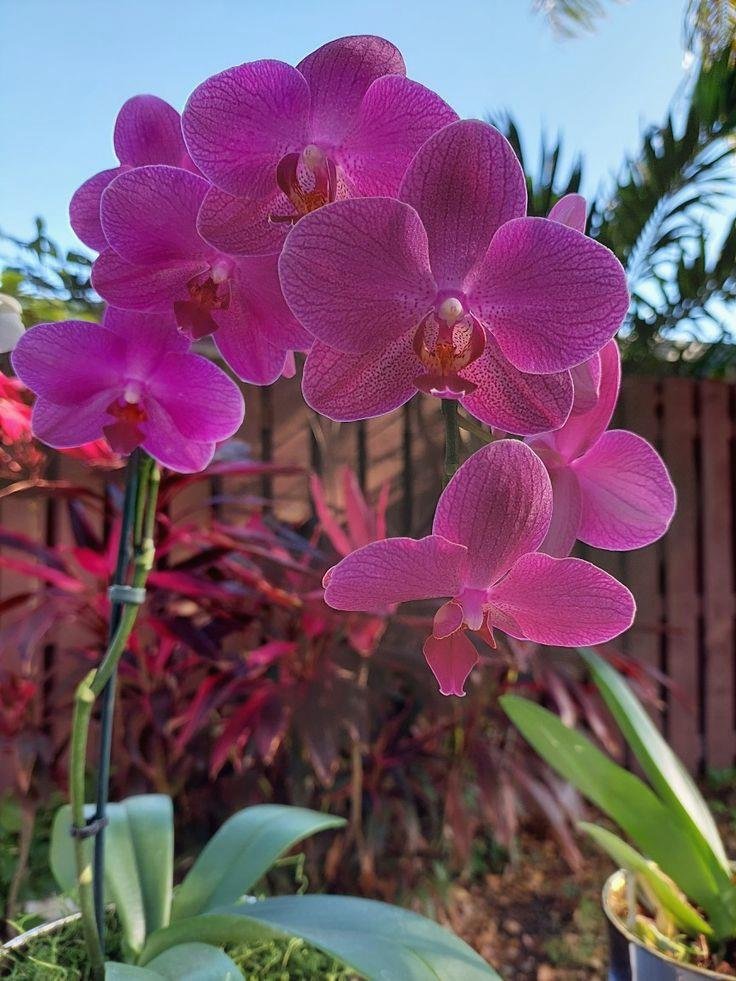 Magrinhaacisseg's profile picture. The best way out is always through 🌂 🔥 🔥 🎈 🎌