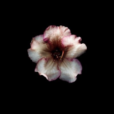 rrU7iv's profile picture. MIS Student at @Kauedu_sa | Assistant Chief Executive Officer for Strategy Performance & Programs at @bashoshteam | member at @MIS_Club_fea | HR Club ✨