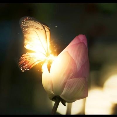 VMaiLuong's profile picture. 