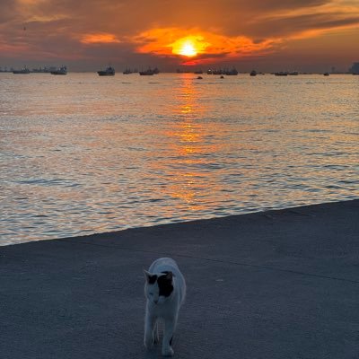 tiallshper's profile picture. 🩺 🇹🇷