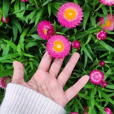 liaelf07's profile picture. Hope is a dream that doesn't sleep 🌿