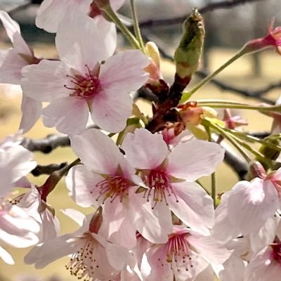 cream_cyber22's profile picture. 20↑無言フォロー失礼します。錦上京に影響され東方原作に再熱中。感覚取り戻すためにNNC機体埋めしてます。