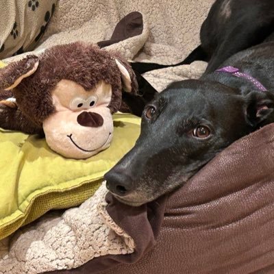 Carpente7Paul's profile picture. It’s our choices that show who we truly are more than our abilities. Unlock memories through music 🎶 Retired greyhounds make brilliant pets. 💕🐶