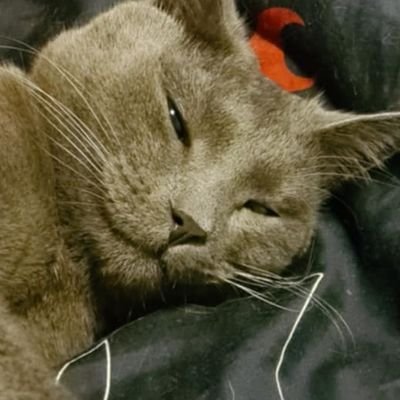 cybuuorg's profile picture. sleepy cryptid who draws & writes • assoc. writer/dev • dnd&gaming • 21+ • sfw • no reposts https://t.co/I1Qk4I08g0