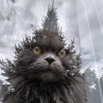 riobluka's profile picture. Me gustan los gatos, los libros y las papas fritas✨