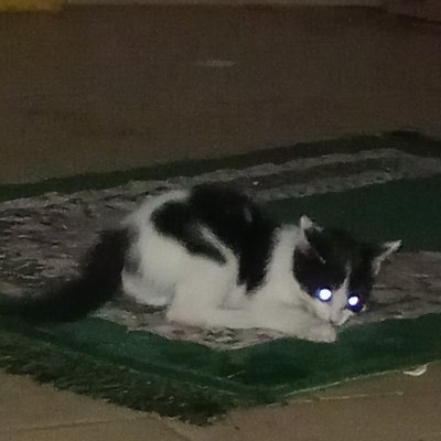 AAlkaifi81770's profile picture. 