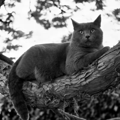 LeoHan13Y's profile picture. Fck off all idiots and a big hello from an old atheist 😈