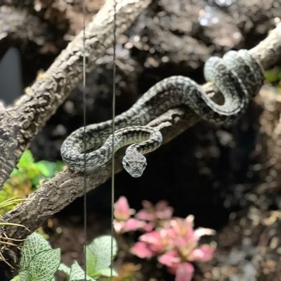 jh4ckcp4XF31061's profile picture. 犬２猫３カーペットパイソ２レオパ１ポリプテルス、コウタイ
カーペットの繁殖目指してます！