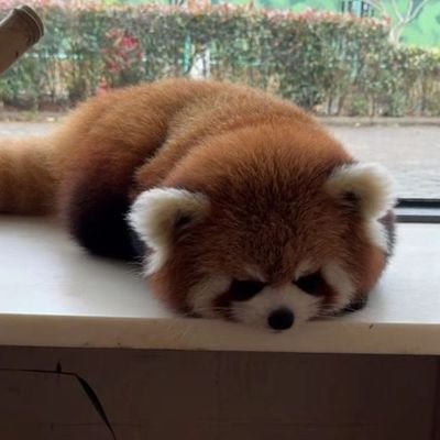 JoooBussy's profile picture. Geboren, um zu sterben