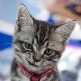 nyaa28282525's profile picture. 凍結されて転生しました 友達いません