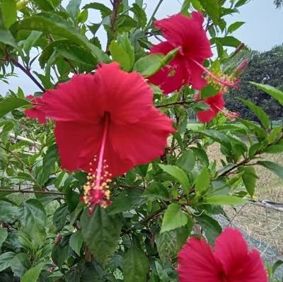 Yashar1Gisele9's profile picture. 