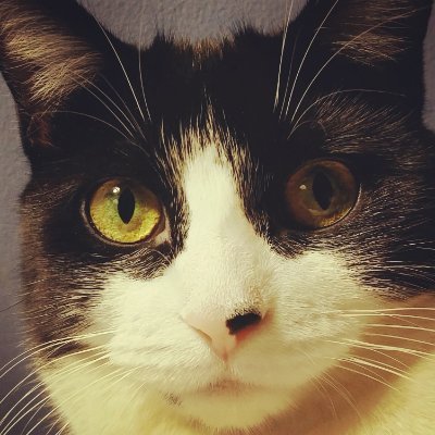 VinecaX's profile picture. 🍁 Made In Canada. Indentured servant to a cat.