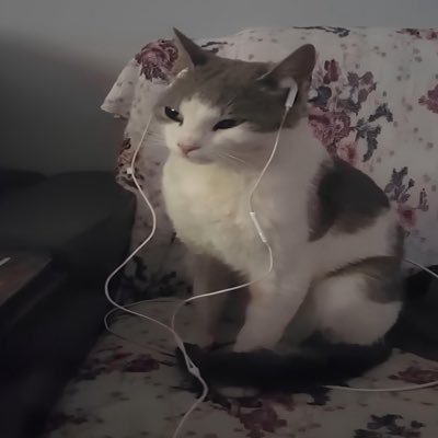 mylittlebunnys's profile picture. 