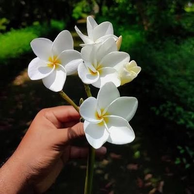 ThomasADcyoung's profile picture. 