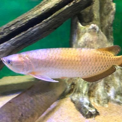 so_MUZIRUSHI's profile picture. 基本的にアナログ絵たまにデジタル絵描 にゃんこ大戦争が好き